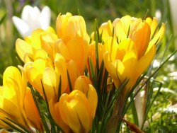 Gelbe Krokusse in voller Blüte.