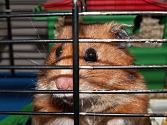 Hamster im Käfig