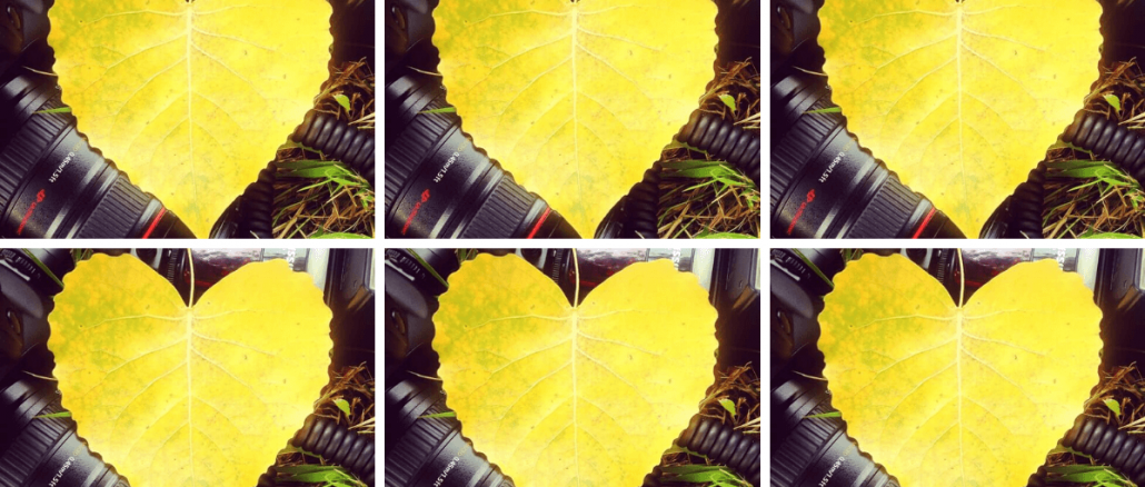 Blätter gelb Herzform